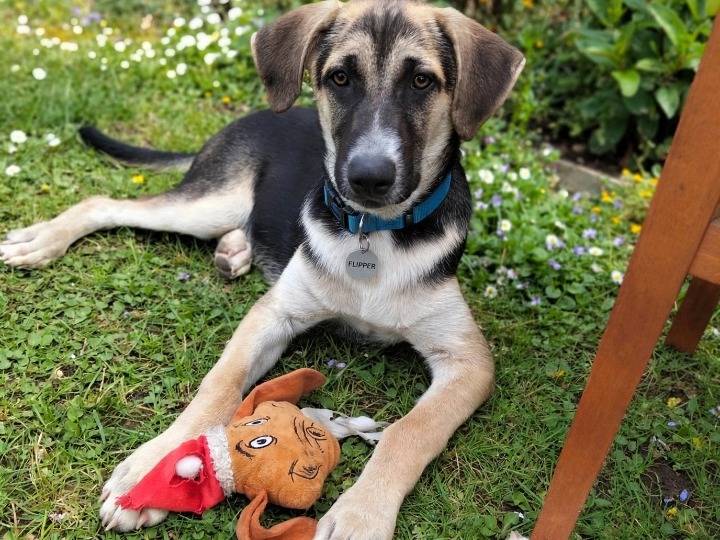 Vuoi adottare un cane a Siracusa?