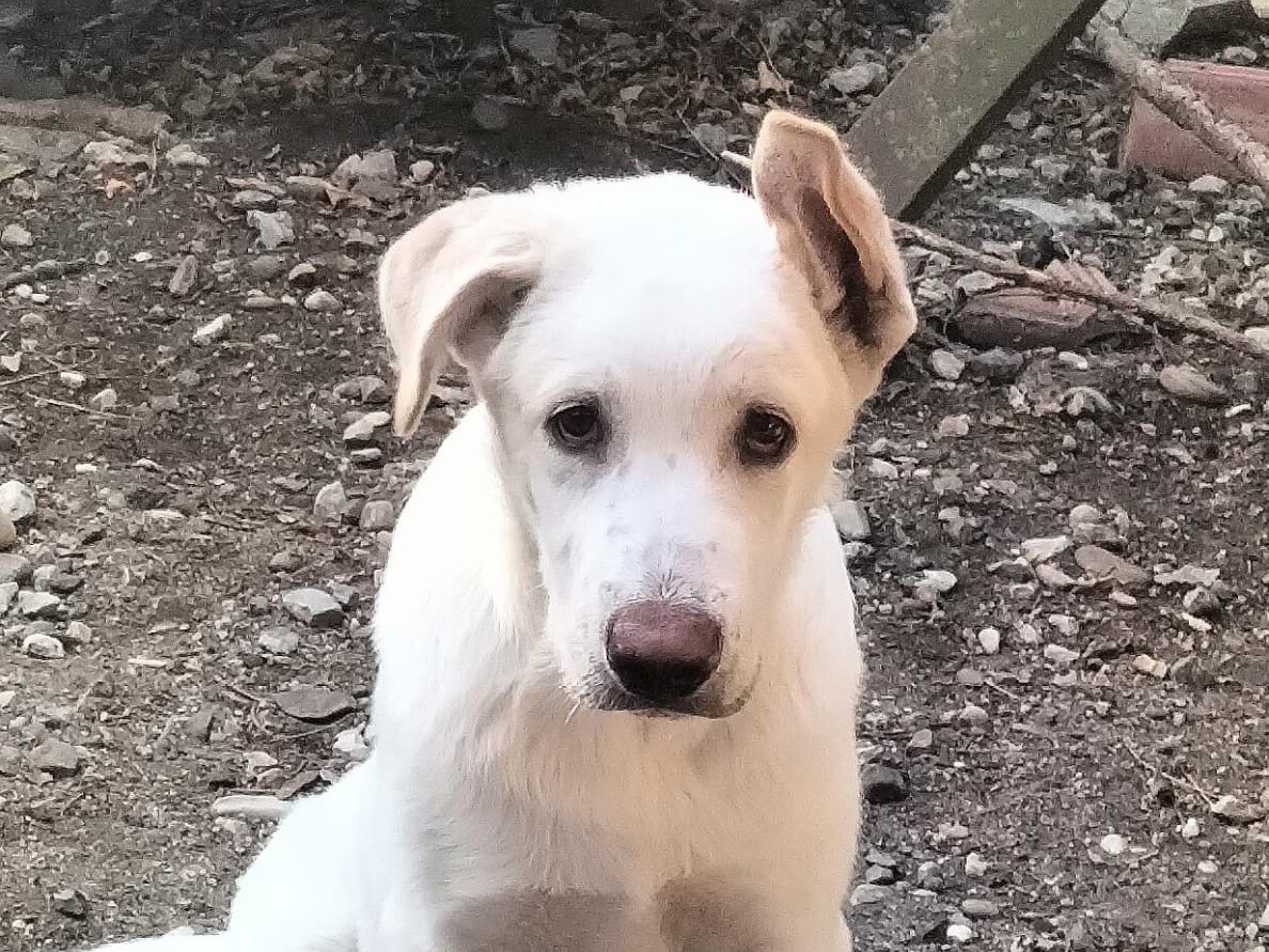 Adozione cane, maschio, Pastore maremmano Razza sconosciuta, 6 mesi, taglia grande, Milano
