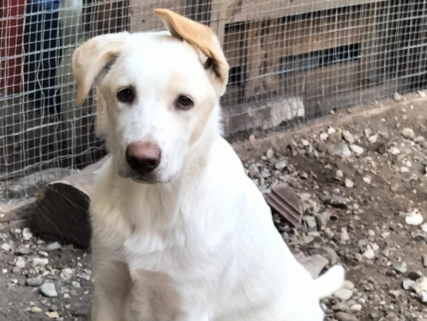 Adotta un cane, maschio, 6 mesi, Milano