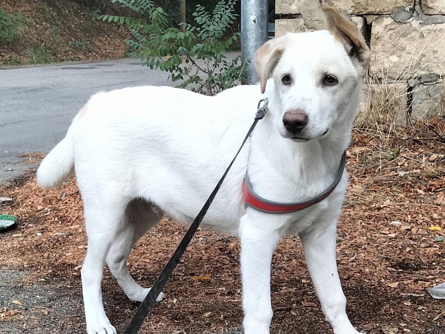 Adotta un cane, taglia grande, maschio, Milano