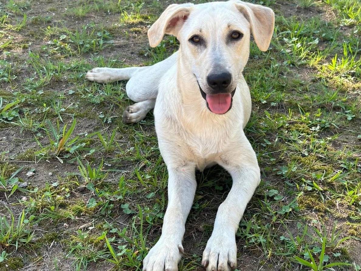Adozione cane, femmina, Razza sconosciuta Razza sconosciuta, 6 mesi, taglia media, Siracusa