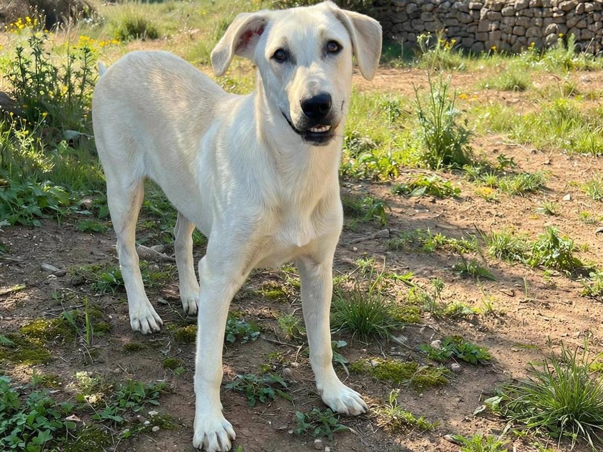 Adotta un cane, femmina, 6 mesi, Siracusa
