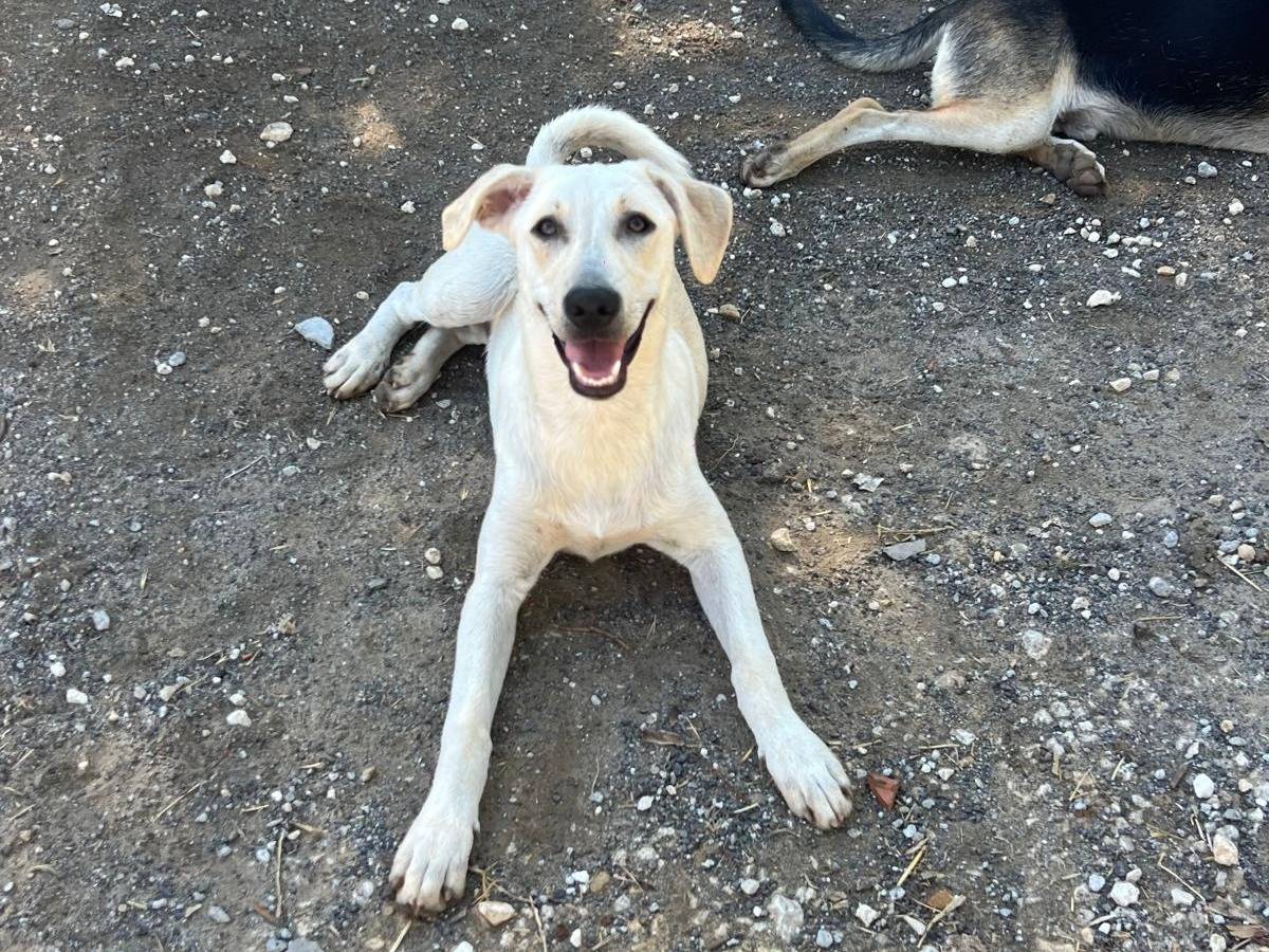 Adotta un cane, taglia media, femmina, Siracusa