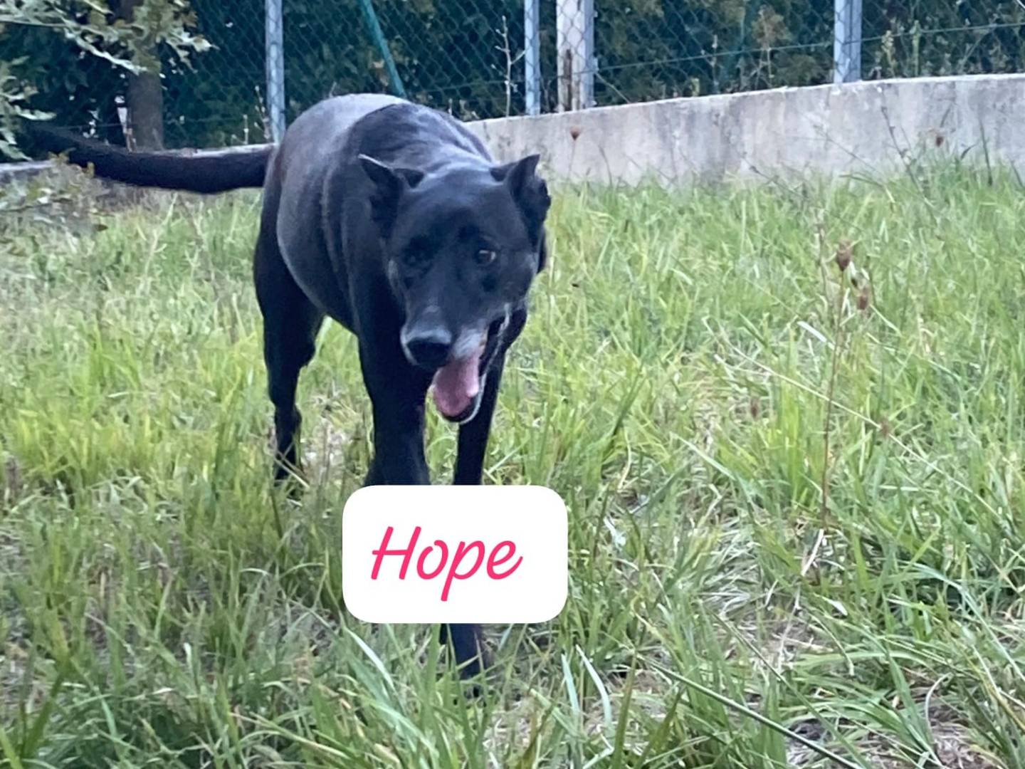 Adotta un cane, femmina, 7 anni e 11 mesi, Avellino