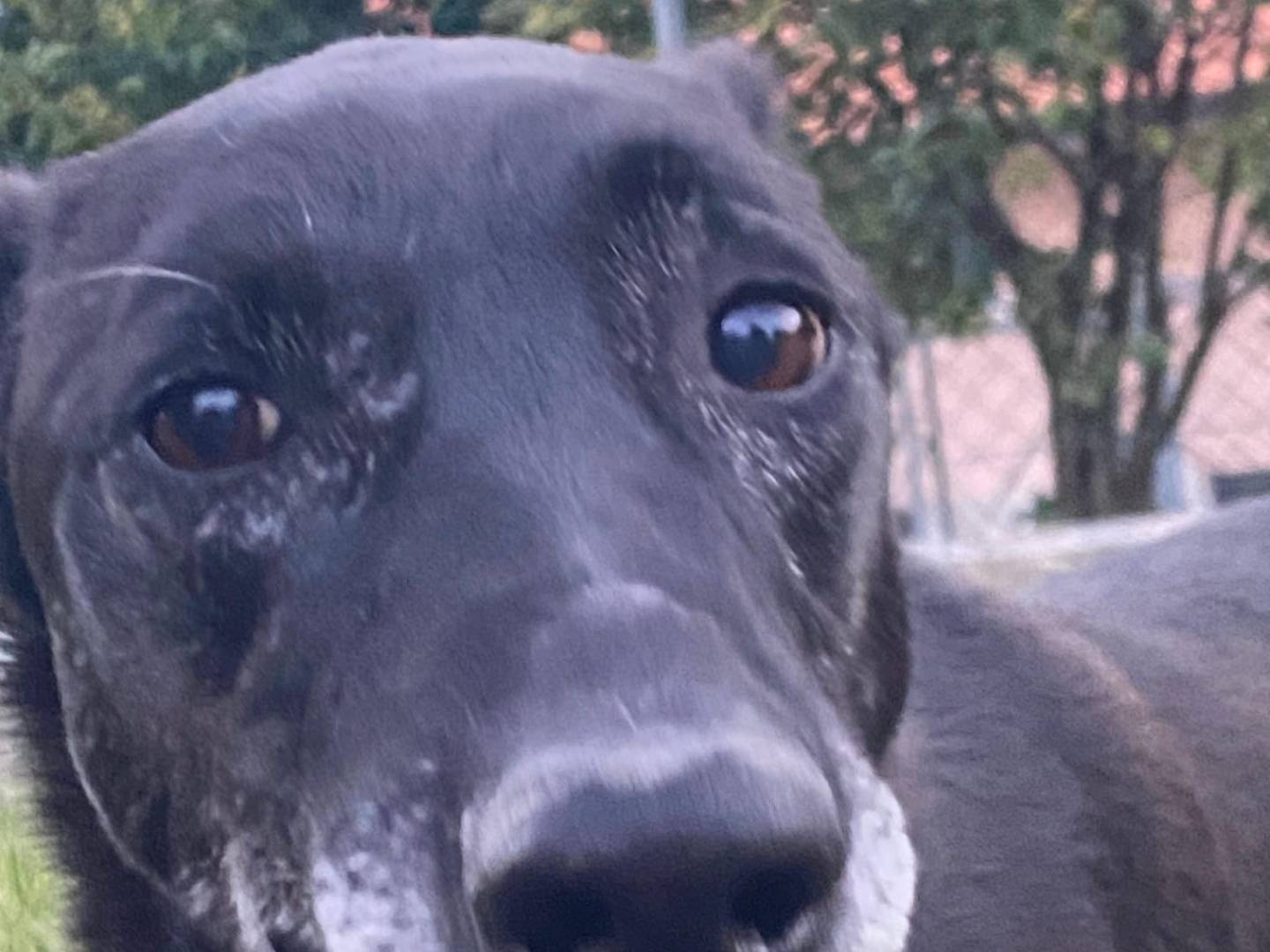 Adozione cane, femmina, Razza sconosciuta Razza sconosciuta, 7 anni e 11 mesi, taglia media, Avellino