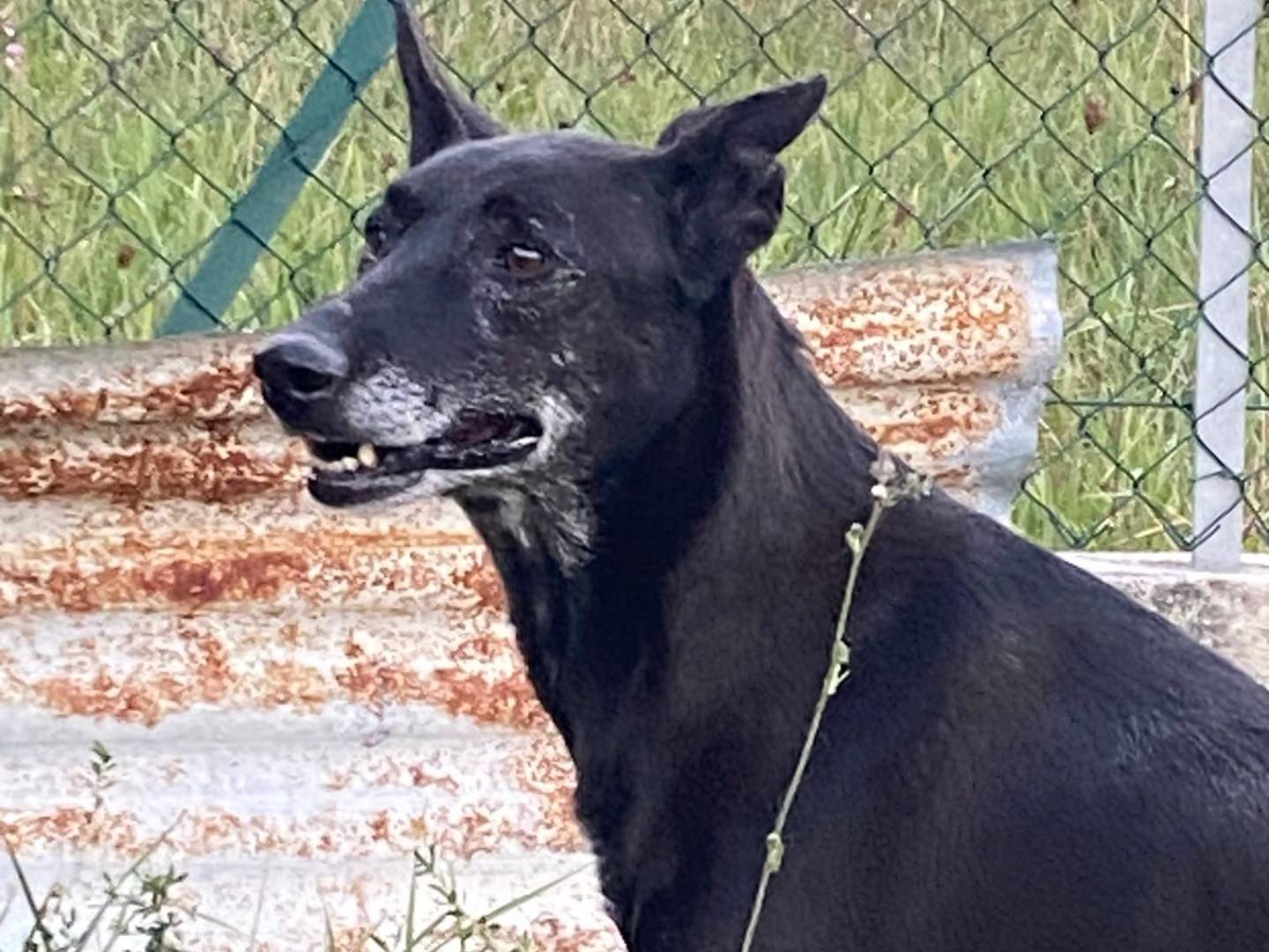 Adotta un cane, taglia media, femmina, Avellino