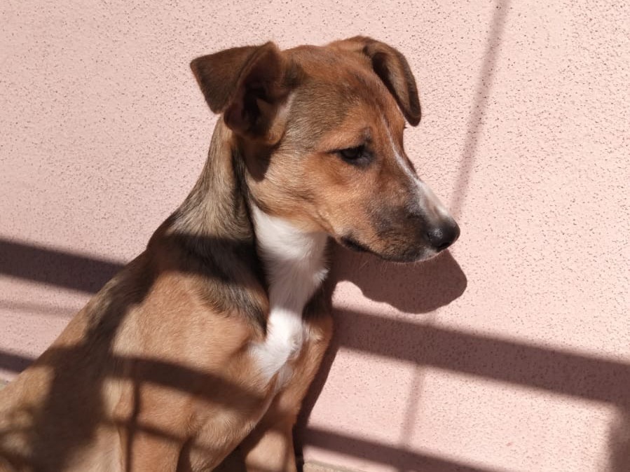 Adotta un cane, femmina, 5 mesi, Milano