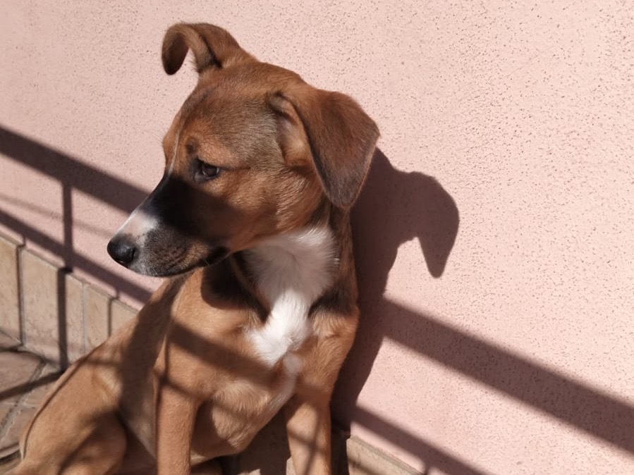 Adotta un cane, taglia media, femmina, Milano
