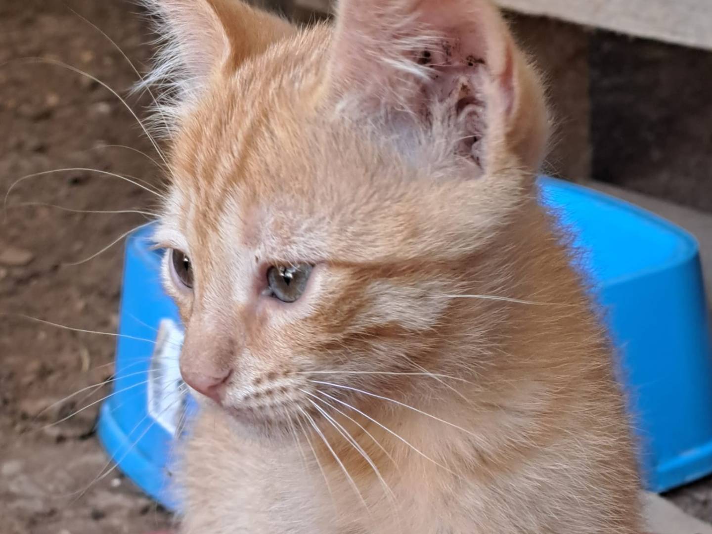 Adozione gatto, maschio, Razza sconosciuta Razza sconosciuta, 3 mesi, taglia non valida, Bari
