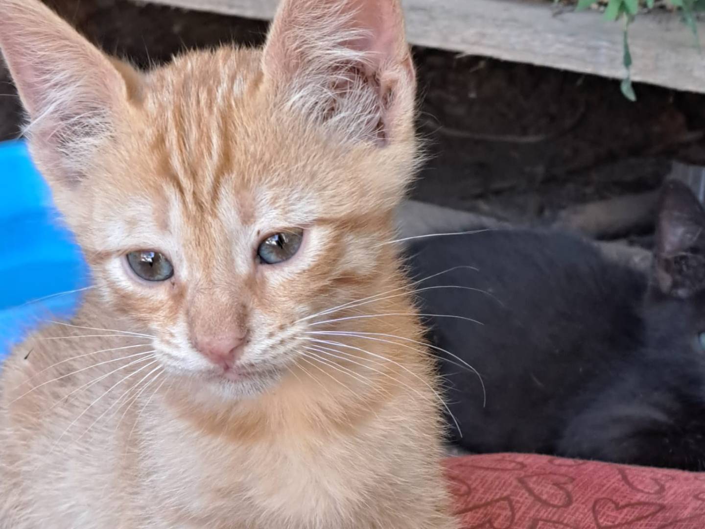 Adotta un gatto, maschio, 3 mesi, Bari