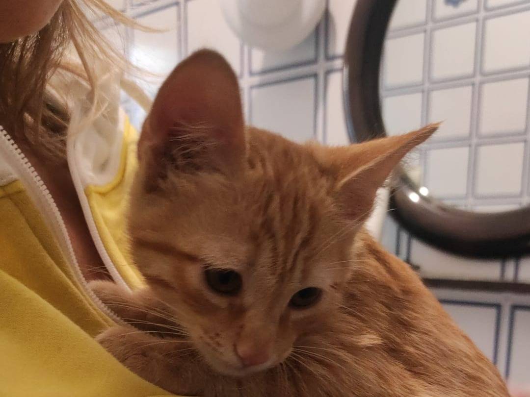 Adotta un gatto, taglia non valida, maschio, Bari
