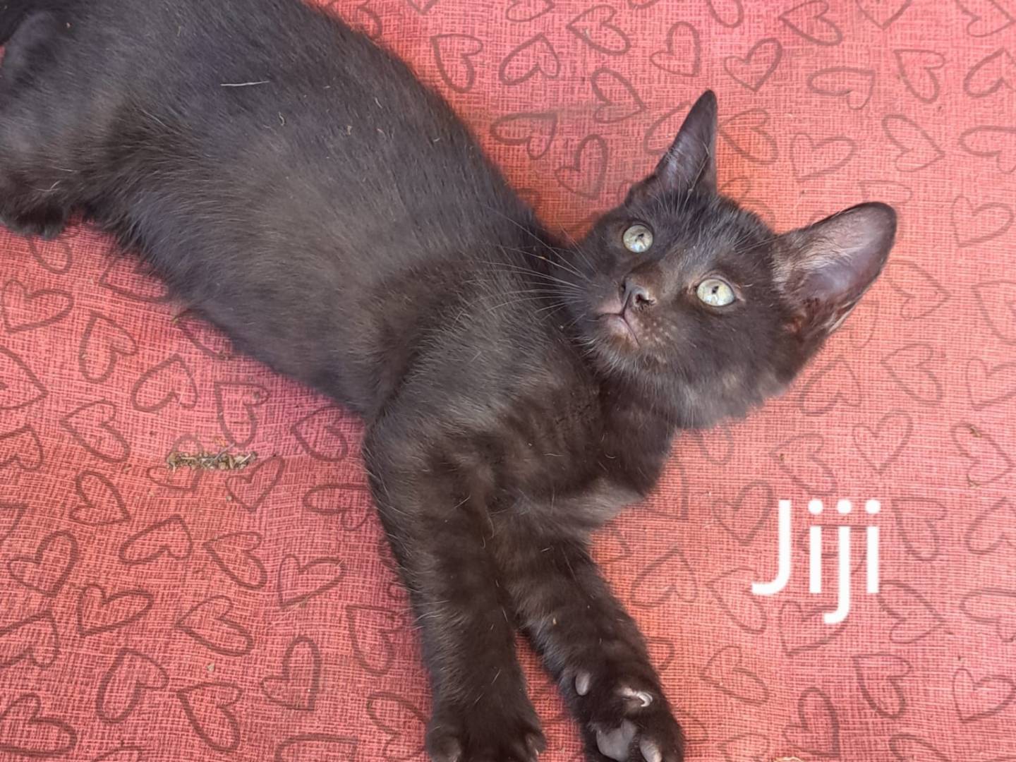 Adozione gatto, maschio, Razza sconosciuta Razza sconosciuta, 2 mesi, taglia non valida, Bari