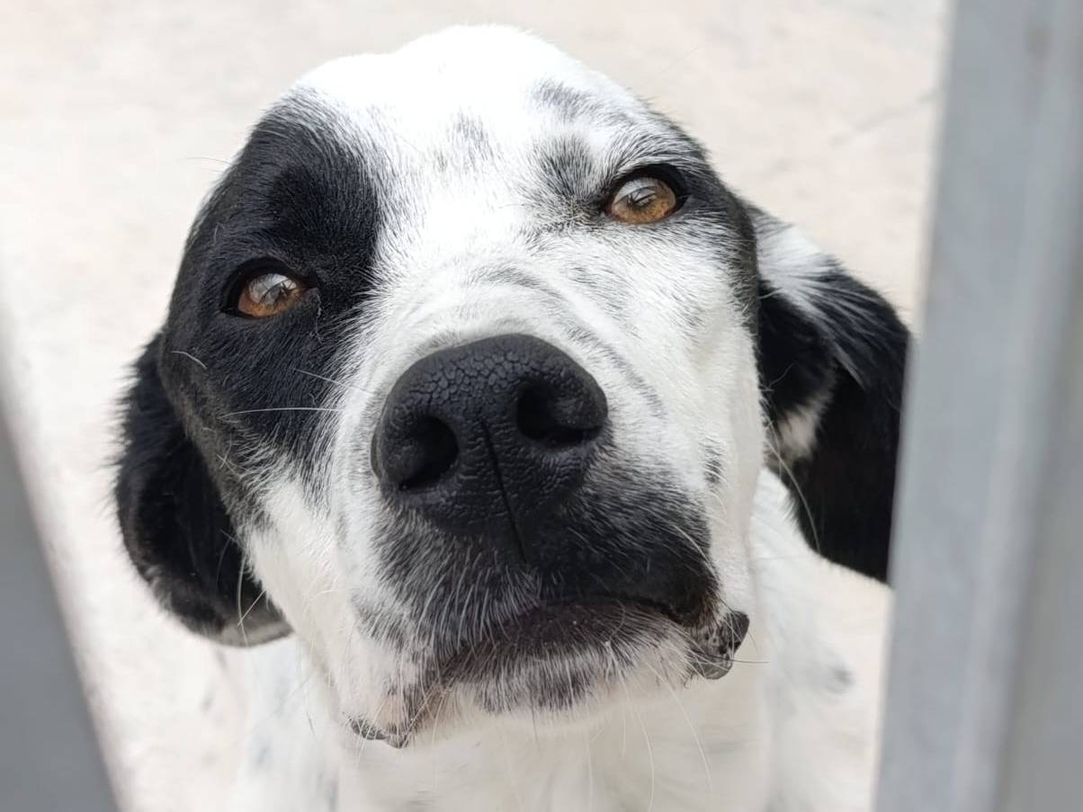 Adozione cane, femmina, Razza sconosciuta Razza sconosciuta, 1 anno e 1 mese, taglia media, Avellino