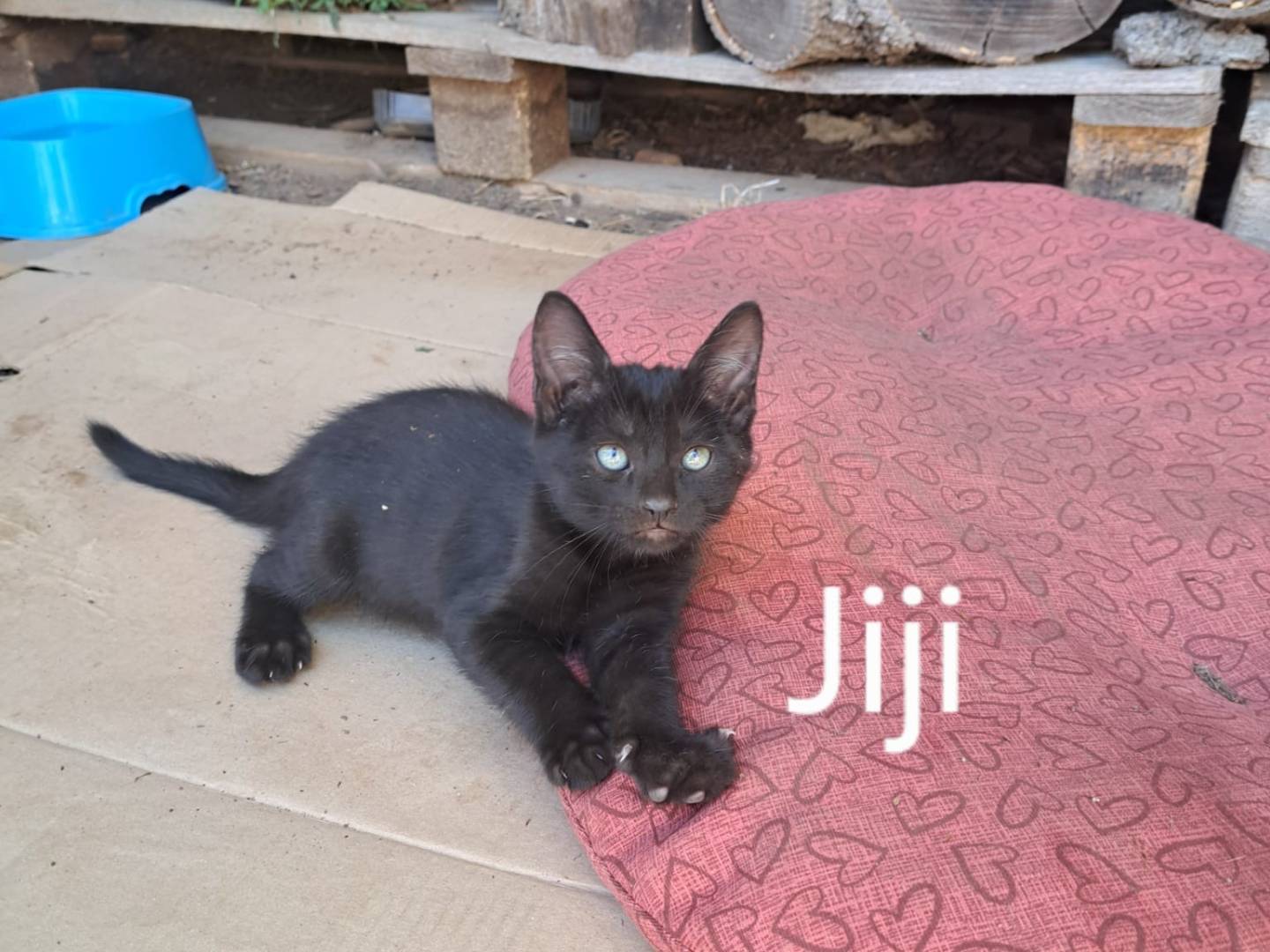 Adotta un gatto, maschio, 2 mesi, Bari