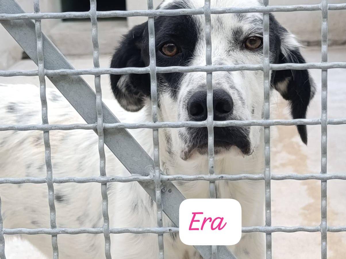 Adotta un cane, femmina, 1 anno e 1 mese, Avellino