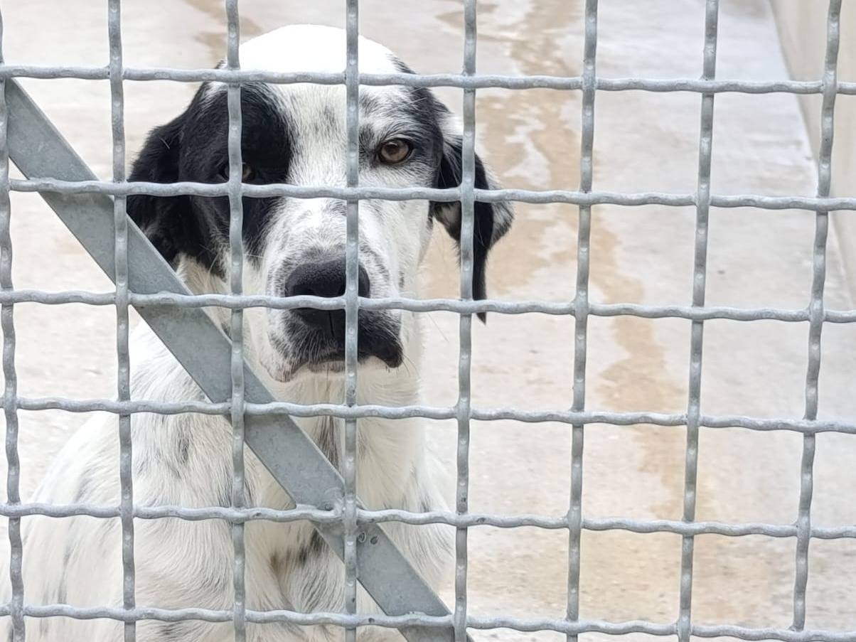 Adotta un cane, taglia media, femmina, Avellino