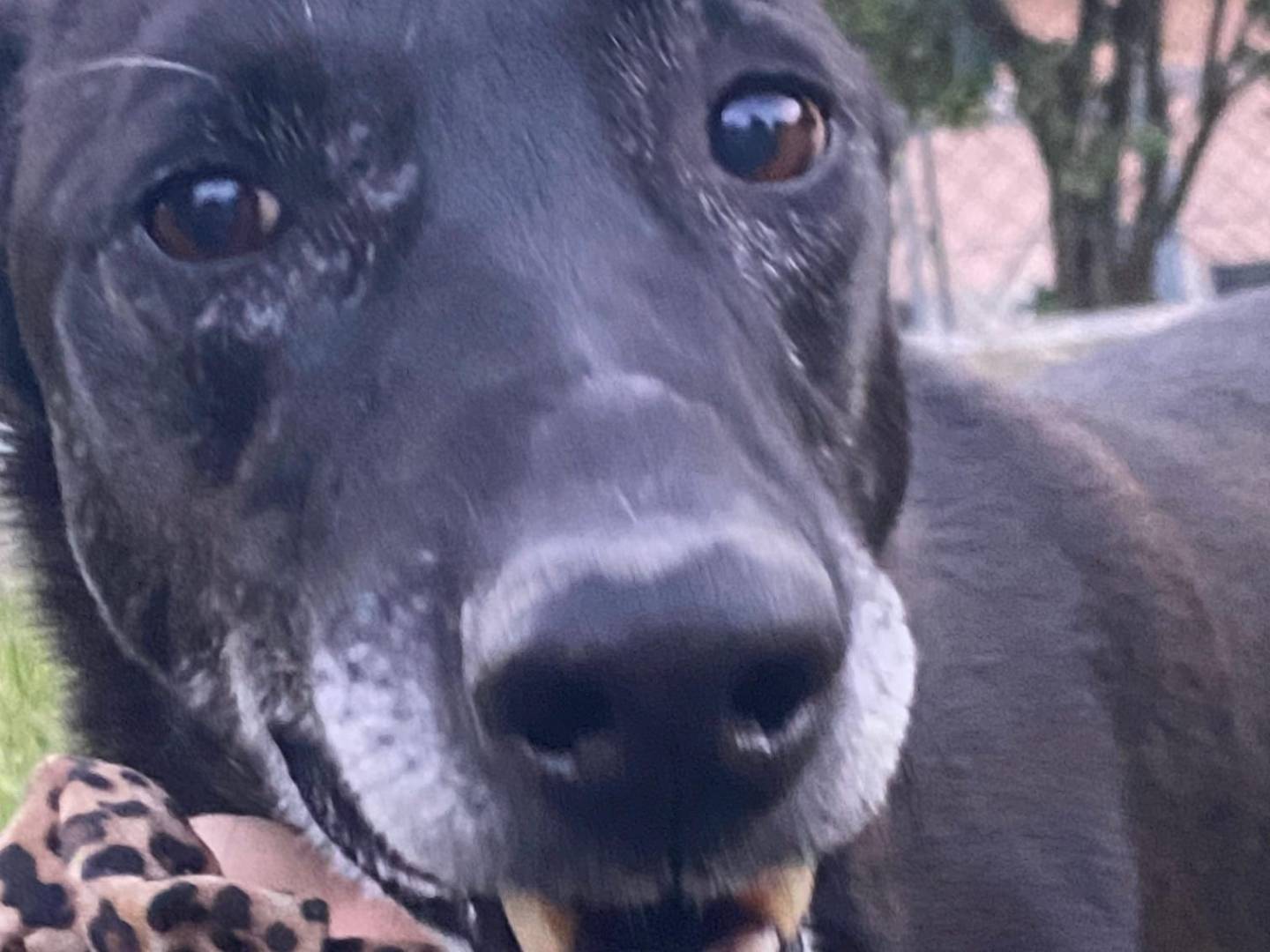 Adozione cane, femmina, Razza sconosciuta Razza sconosciuta, 8 anni e 2 mesi, taglia media, Avellino