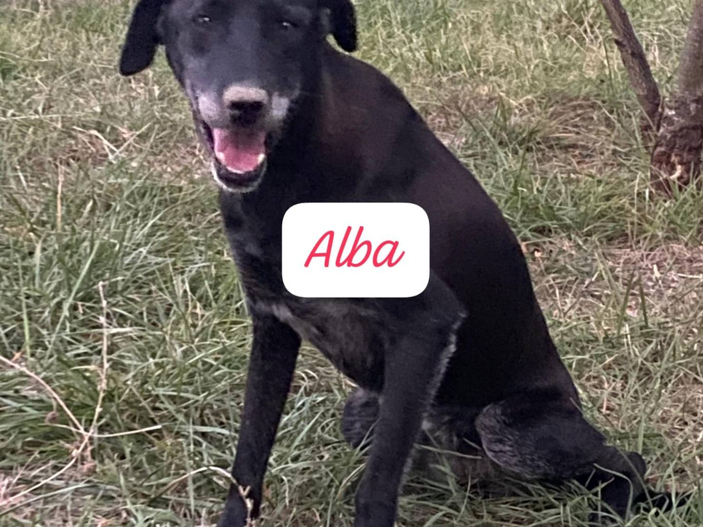Adotta un cane, femmina, 8 anni e 2 mesi, Avellino