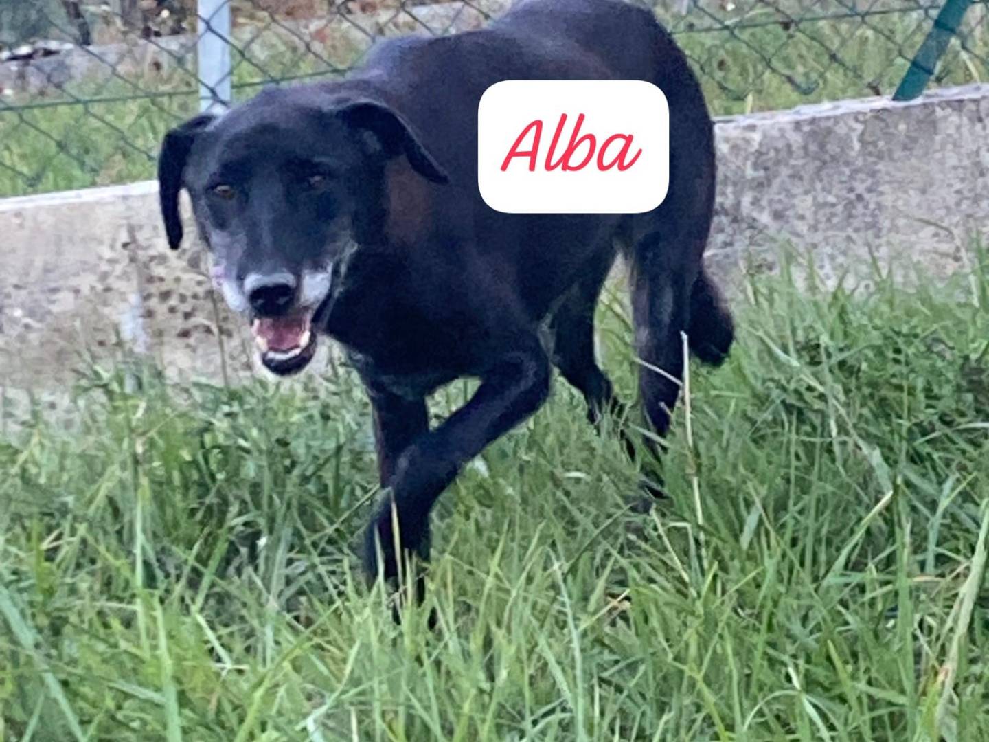 Adotta un cane, taglia media, femmina, Avellino