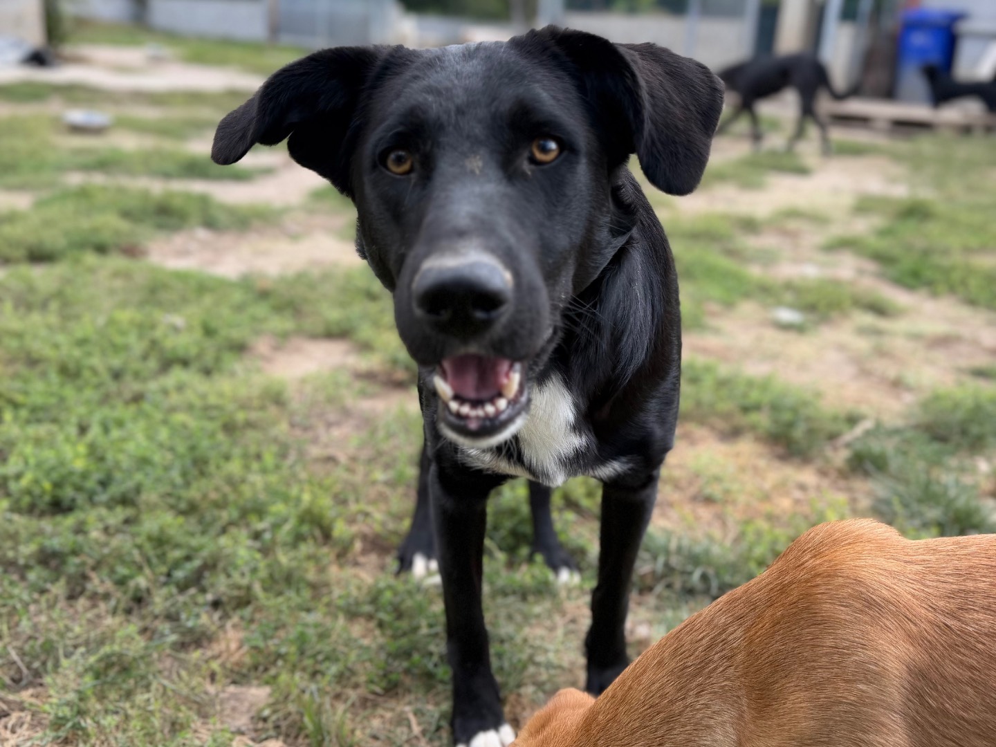 Adozione cane, maschio, Razza sconosciuta Razza sconosciuta, 11 mesi, taglia media, Avellino
