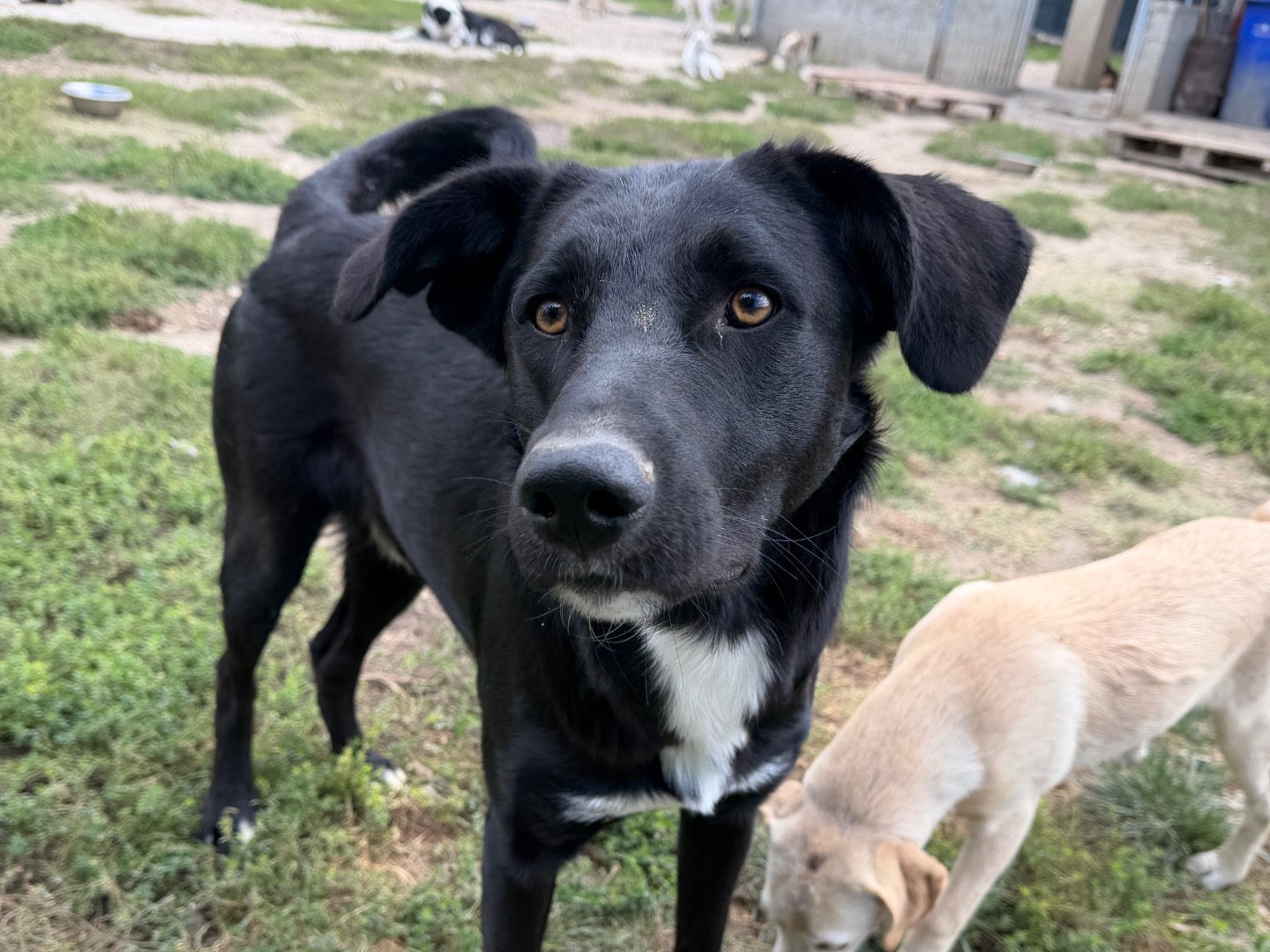 Adotta un cane, maschio, 11 mesi, Avellino