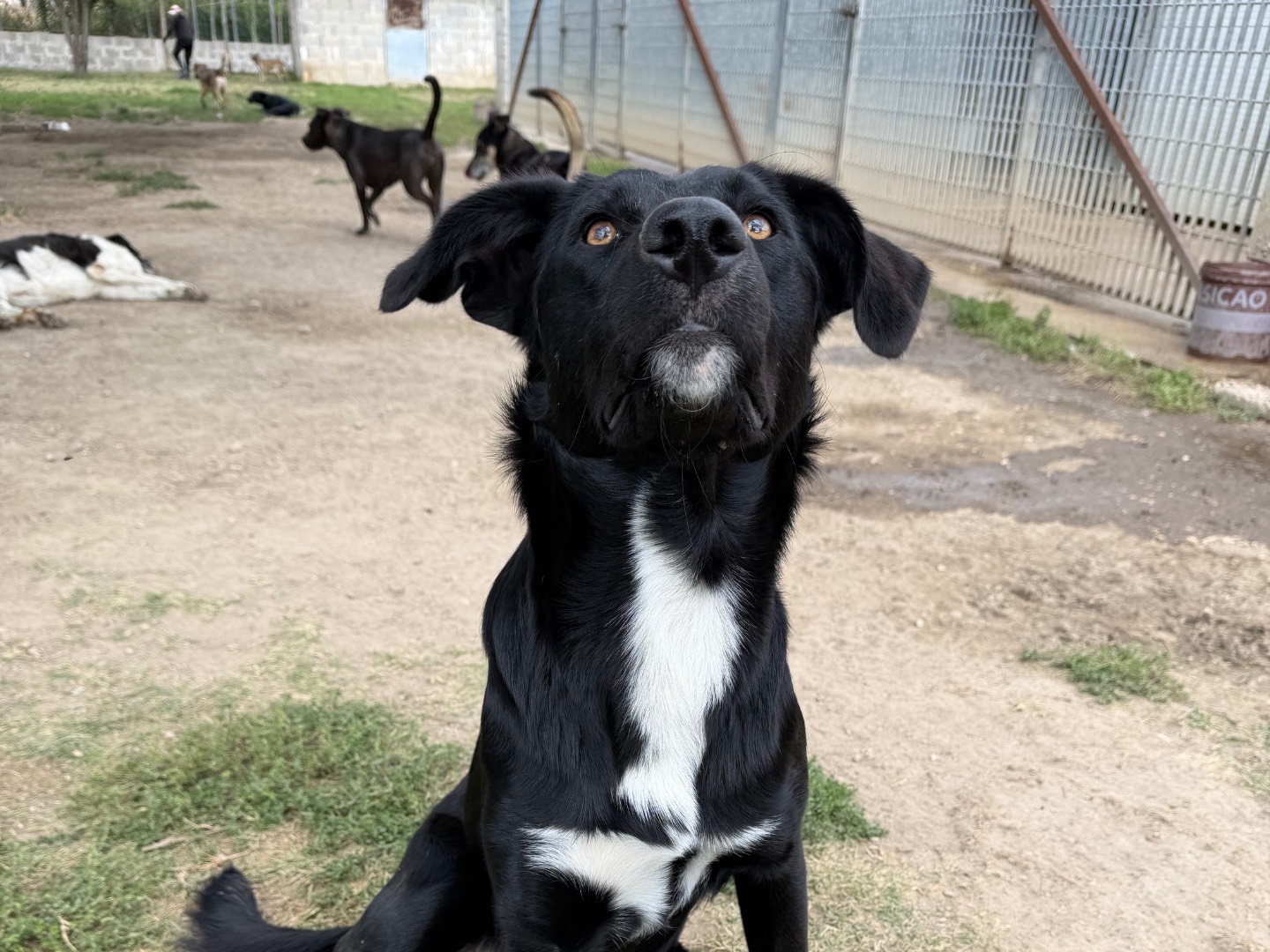 Adotta un cane, taglia media, maschio, Avellino