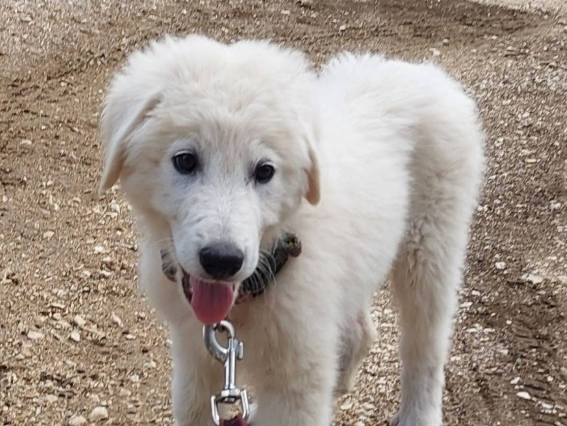 Adotta un cane, femmina, 3 mesi, Bari
