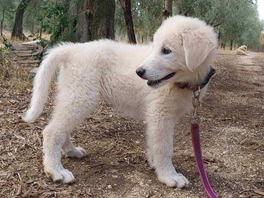 Adotta un cane, taglia grande, femmina, Bari