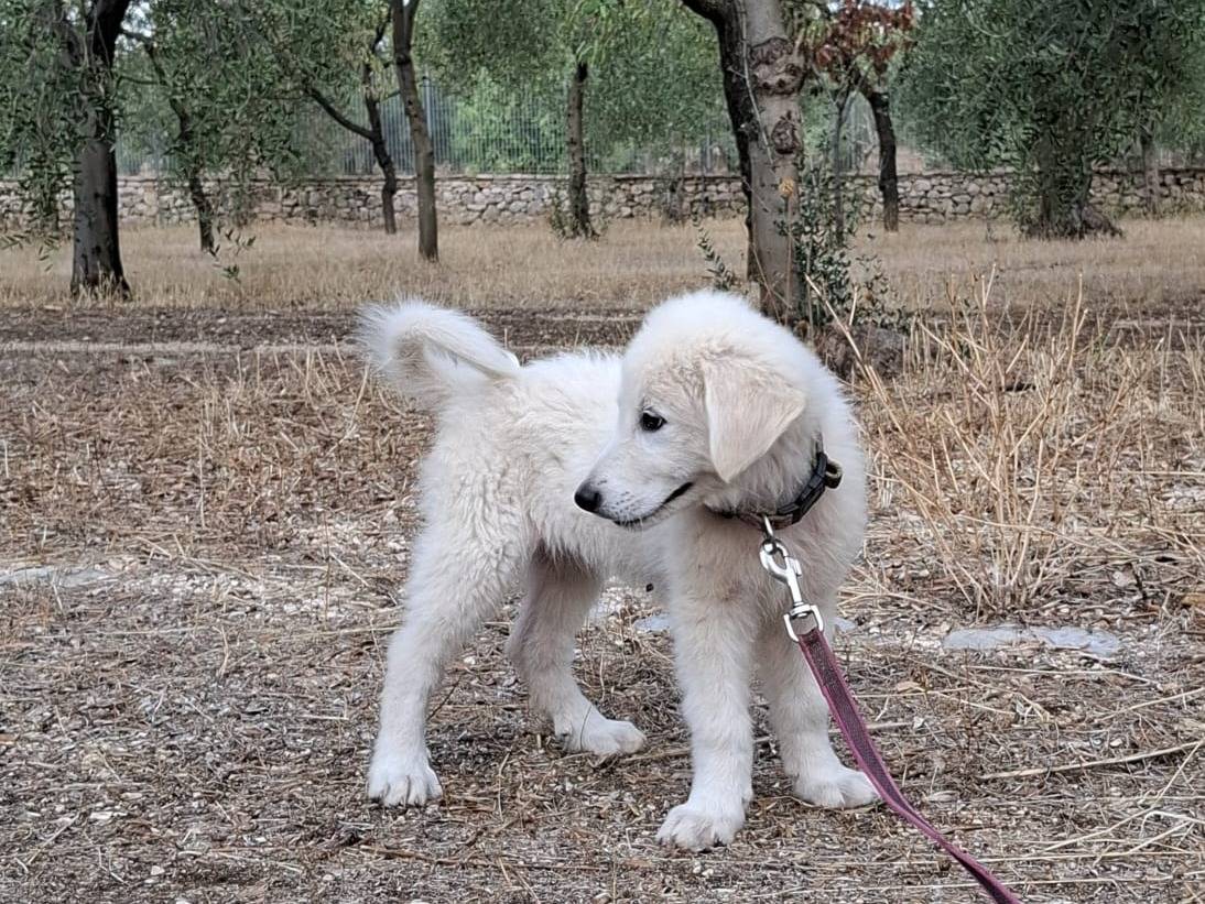 Vuoi adottare un cane a Bari?