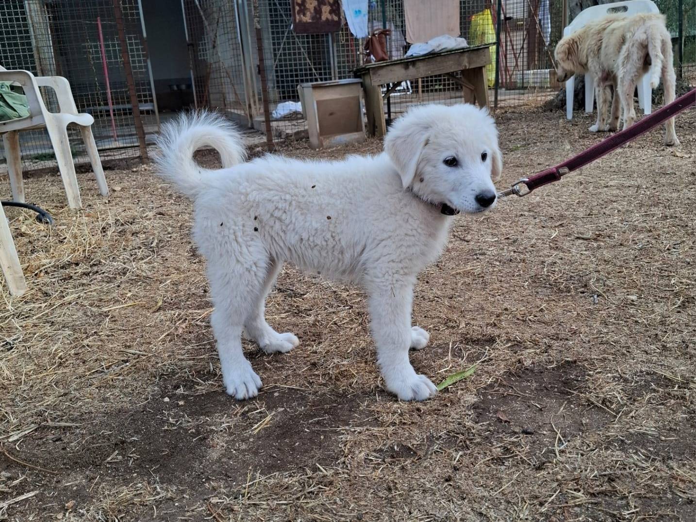 Adotta il cane Mandy a Bari