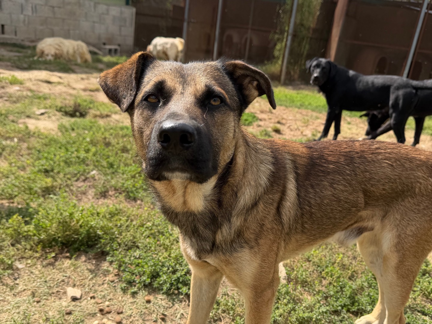 Adotta un cane, maschio, 2 anni e 1 mese, Avellino