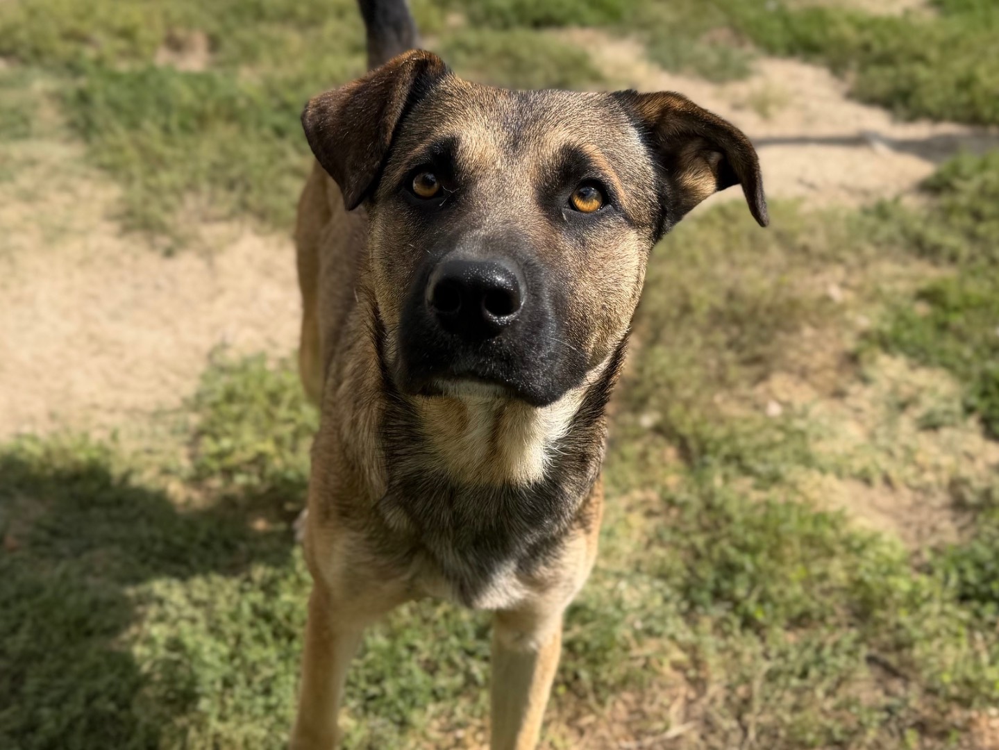Adozione cane, maschio, Razza sconosciuta Razza sconosciuta, 2 anni e 1 mese, taglia media contenuta, Avellino