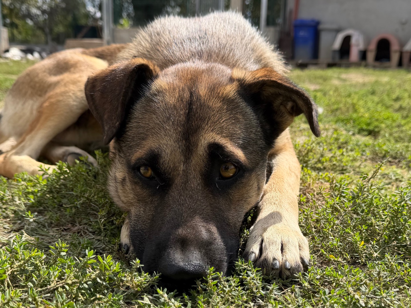 Adotta un cane, taglia media contenuta, maschio, Avellino