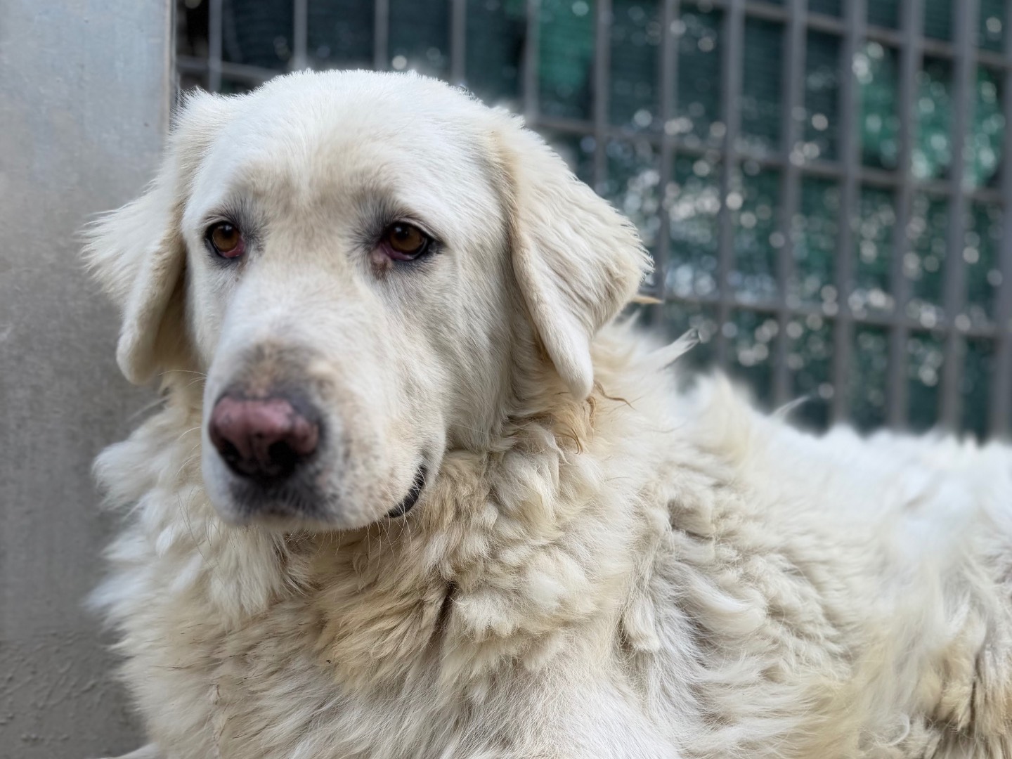 Adozione cane, femmina, Pastore maremmano Razza sconosciuta, 5 anni, taglia grande, Avellino