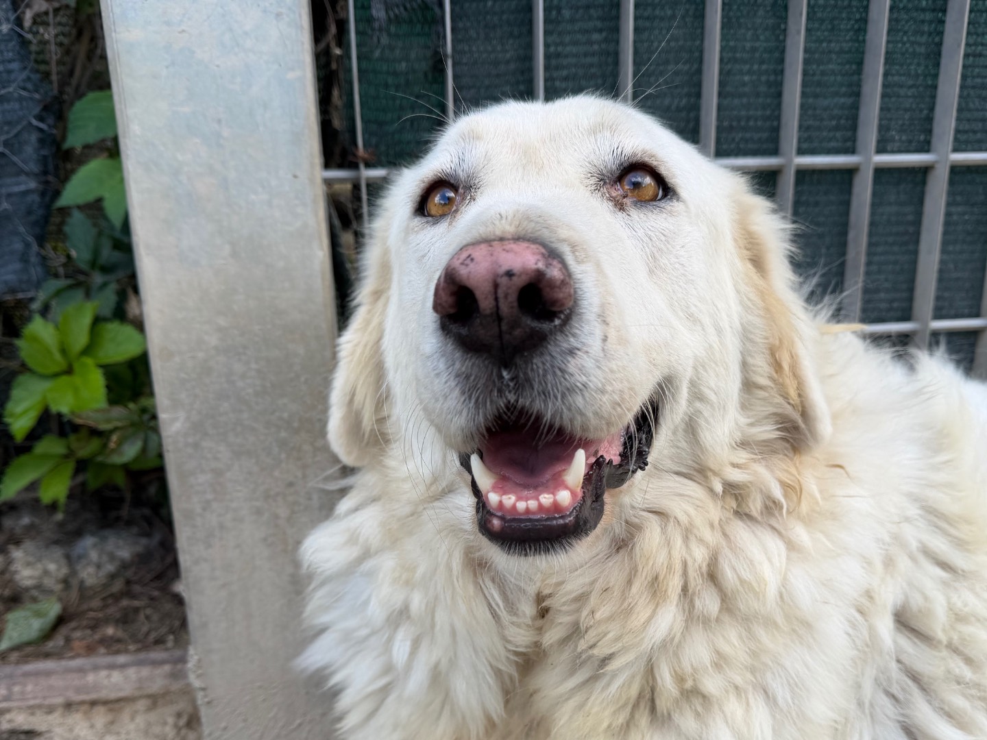 Adotta un cane, femmina, 5 anni, Avellino
