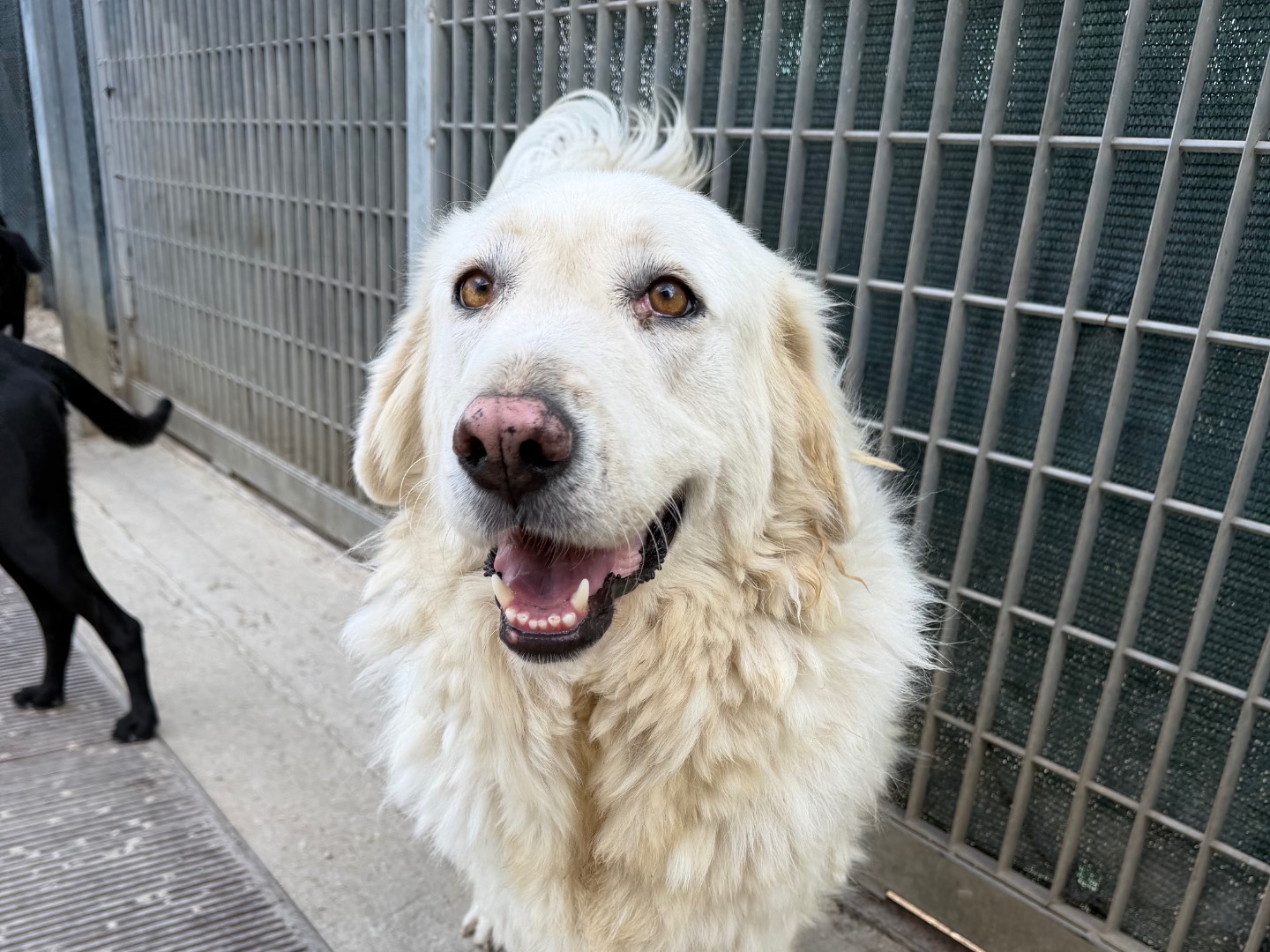 Adotta un cane, taglia grande, femmina, Avellino