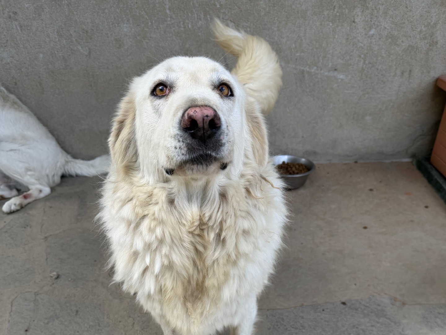 Vuoi adottare un cane a Avellino?