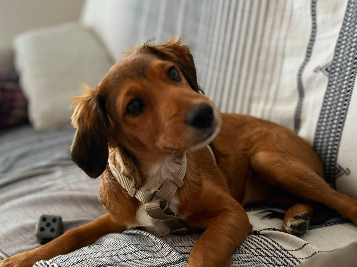 Adozione cane, femmina, Breton Razza sconosciuta, 3 mesi, taglia media contenuta, Terni