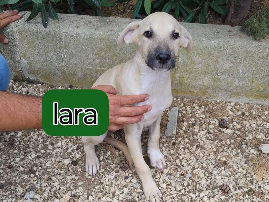 Adotta un cane, femmina, 3 mesi, Bergamo