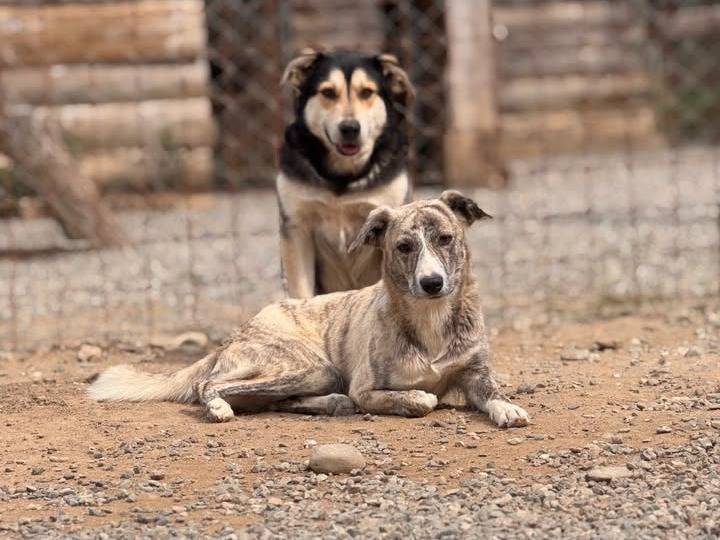 Adozione cane, femmina, Razza sconosciuta Razza sconosciuta, 2 anni e 3 mesi, taglia media, Crotone