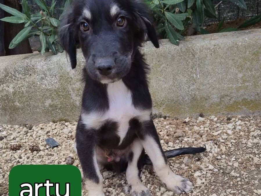 Adotta un cane, taglia media, femmina, Bergamo