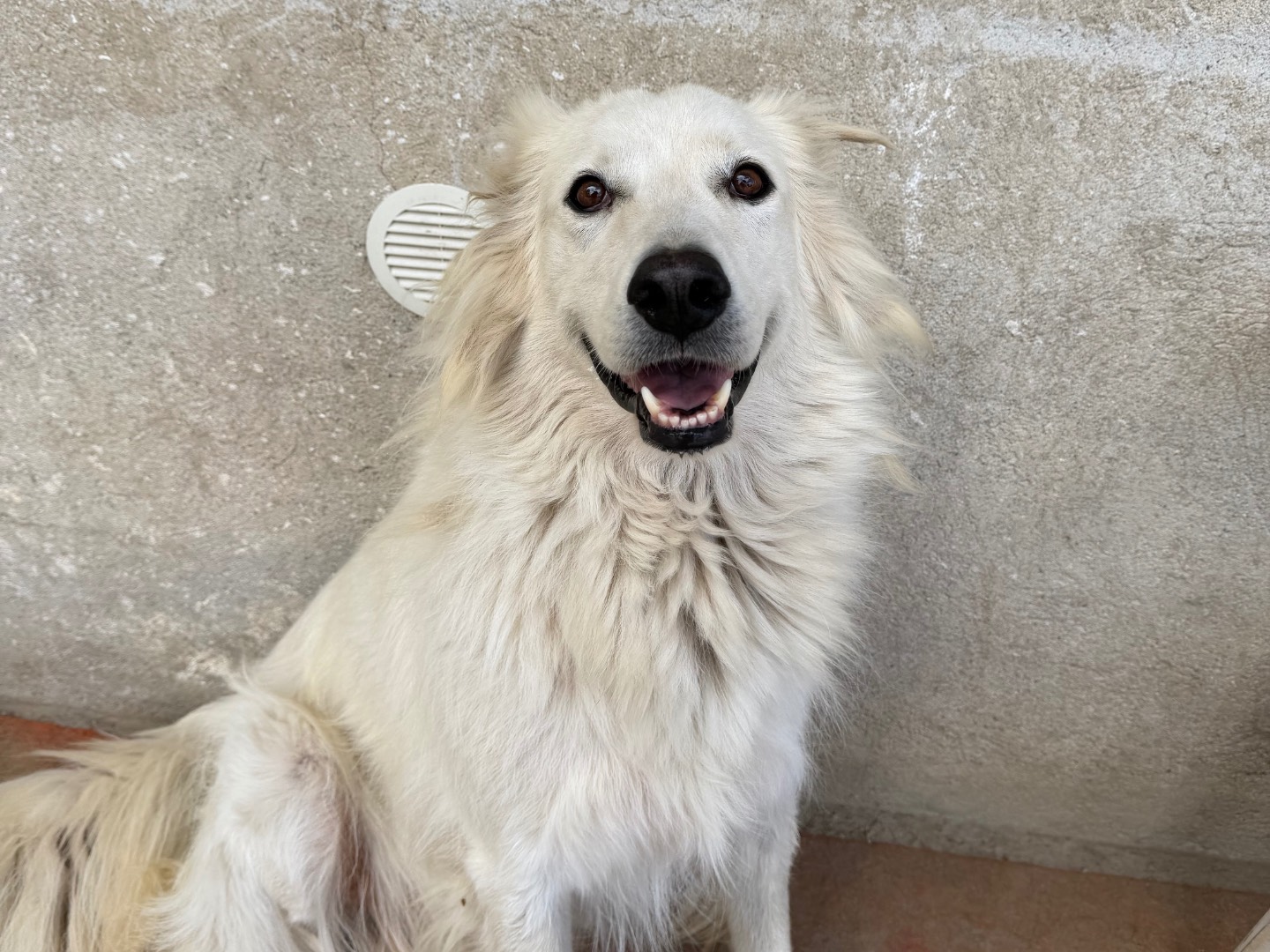 Adozione cane, femmina, Pastore maremmano Razza sconosciuta, 6 anni e 11 mesi, taglia grande, Avellino