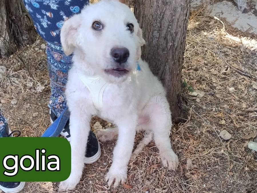 Vuoi adottare un cane a Bergamo?