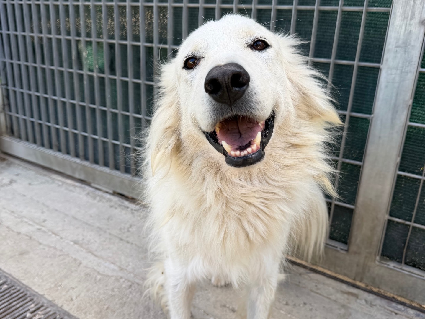 Adotta un cane, femmina, 6 anni e 11 mesi, Avellino