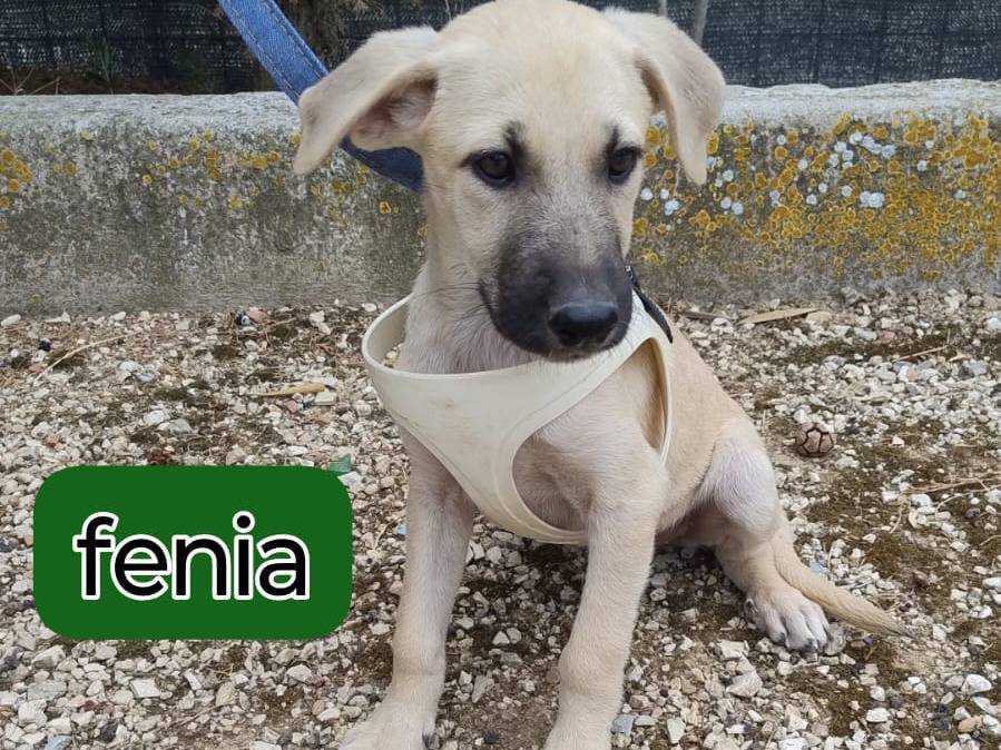Adotta il cane golia luna artu fenia lara a Bergamo