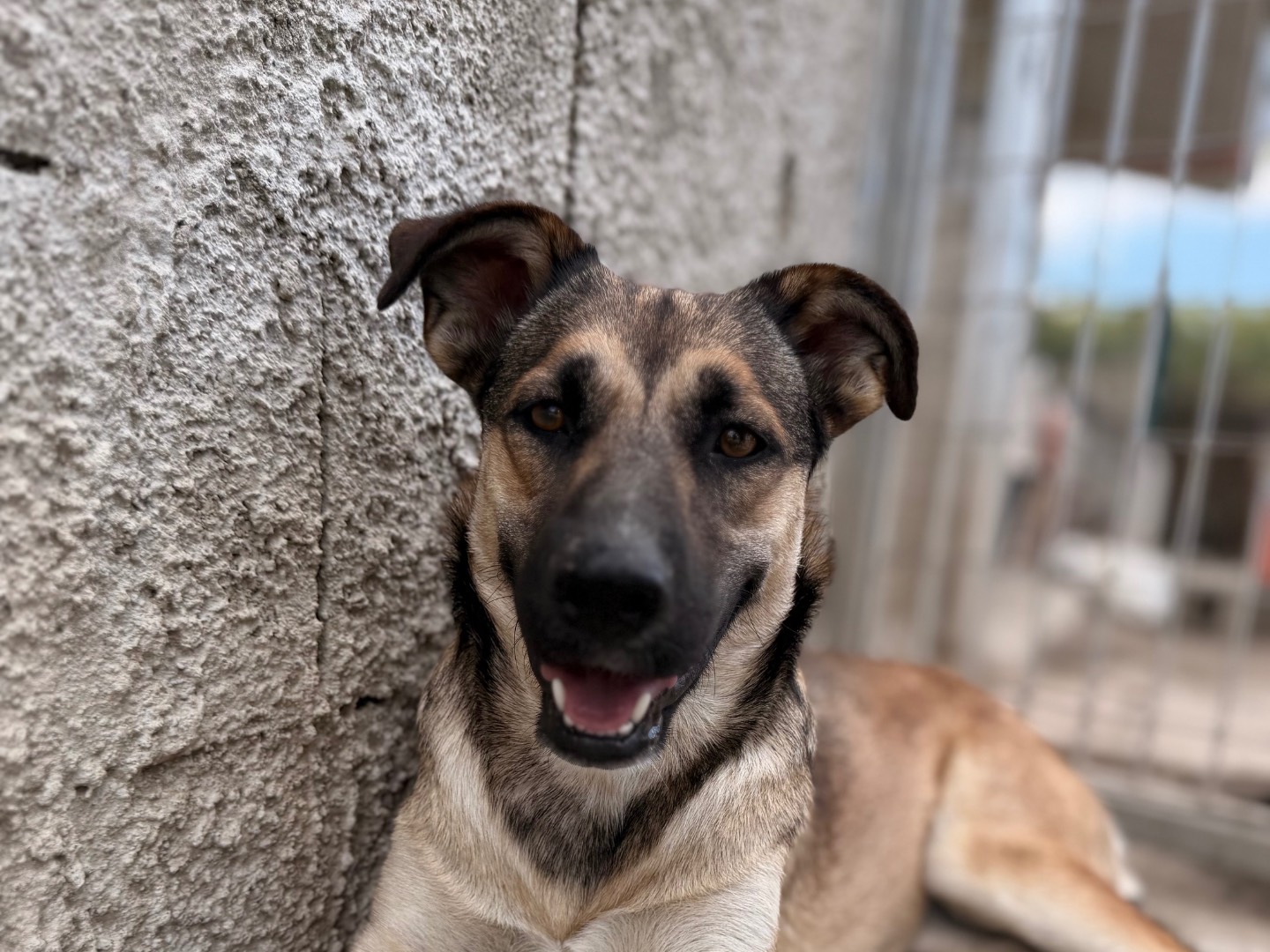 Adozione cane, femmina, Razza sconosciuta Razza sconosciuta, 3 anni e 2 mesi, taglia media contenuta, Avellino