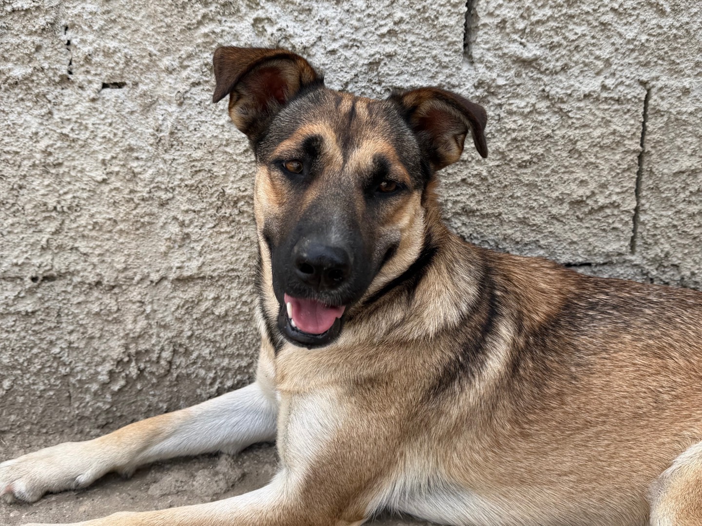 Adotta un cane, femmina, 3 anni e 2 mesi, Avellino