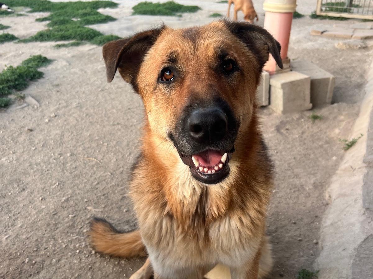 Adozione cane, femmina, Razza sconosciuta Razza sconosciuta, 2 anni e 1 mese, taglia gigante, Avellino