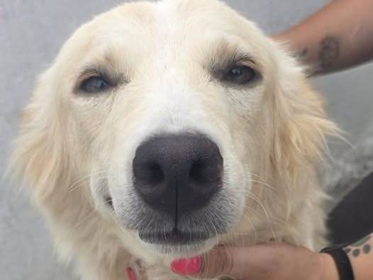 Adozione cane, femmina, Razza sconosciuta Razza sconosciuta, 1 anno e 1 mese, taglia media, Crotone