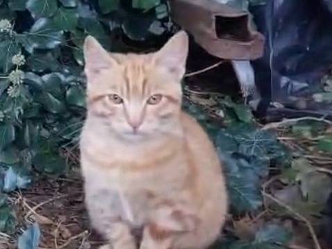 Adozione gatto, maschio, Razza sconosciuta Razza sconosciuta, 3 mesi, taglia non valida, Viterbo
